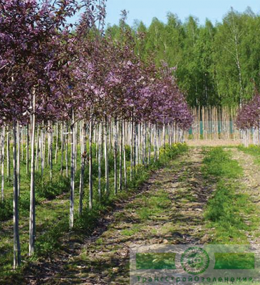 Кустарники