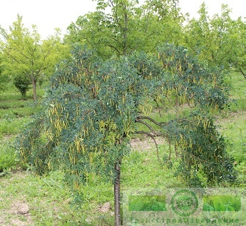 Акация желтая привитая на штамб