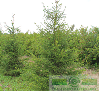 Ель европейская