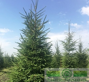 Ель обыкновенная (Picea abies)