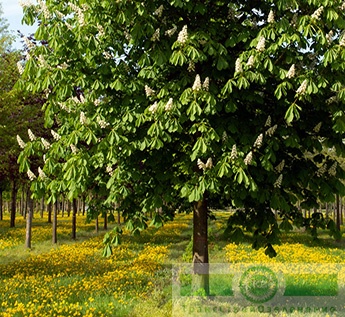 Каштан конский голый (Aesculus glabra)