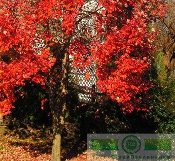 Клен Фримани «Отом Блейз» (Acer x freemanii «Autumn Blaze»)