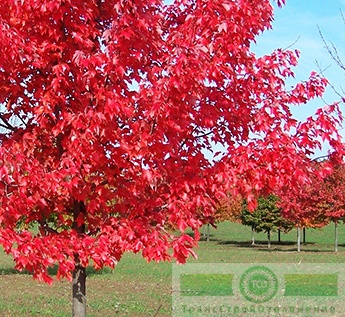 Клен красный (Acer rubrum)