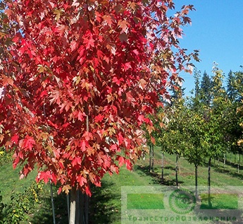 Клен красный «Армстронг» (Acer rubrum «Armstrong»)