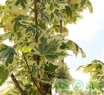 Клен остролистный «Друммонда»