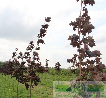 Клен остролистный 