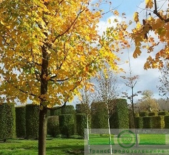 Клен серебристый (Acer saccharinum)