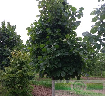 Липа американская 