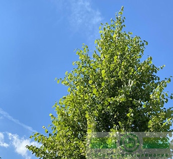 Липа европейская «Паллида» (Tilia x europaea «Pallida»)