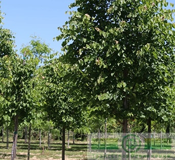 Липа мелколистная «Гринспайер» (Tilia cordata «Greenspire»)