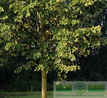 Липа войлочная «Брабант» (Tilia tomentoza «Brabant»)