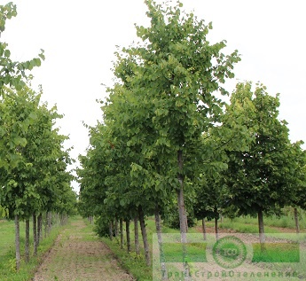 Липа желтеющая 