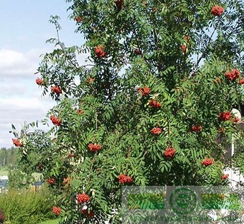 Рябина обыкновенная (Sorbus aucuparia)