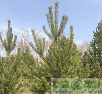 Сосна обыкновенная (Pinus sylvestris)