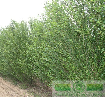 Тополь пирамидальный