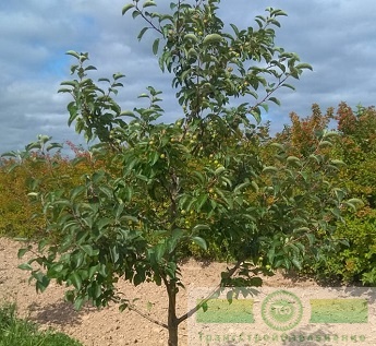 Яблоня декоративная 