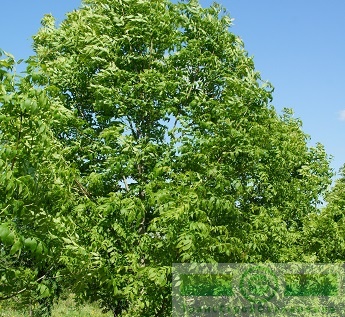 Ясень обыкновенный