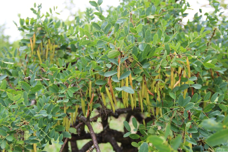 фото Акация желтая привитая на штамб