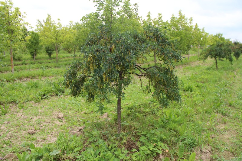 фото Акация желтая привитая на штамб