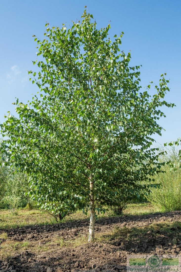 фото Береза повислая (Betula pendula)