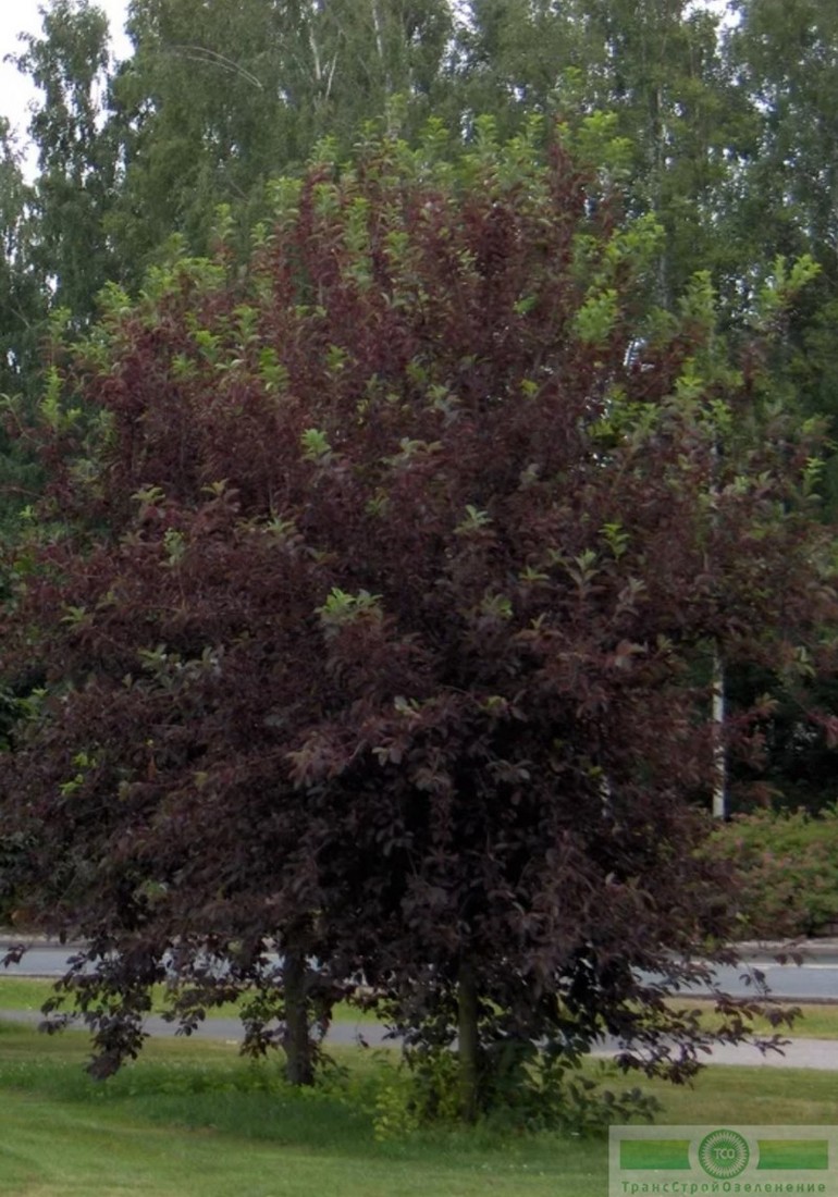 фото Черемуха виргинская «Канада Ред» (Padus virginiana «Canada Red»)