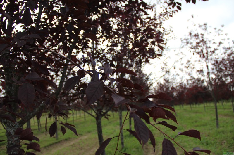 фото Черемуха виргинская «Канада Ред» (Padus virginiana «Canada Red»)