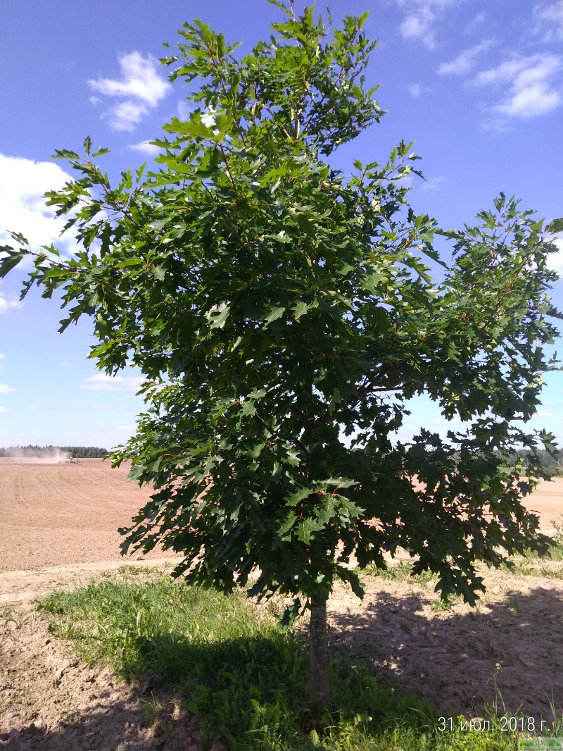 фото Дуб красный