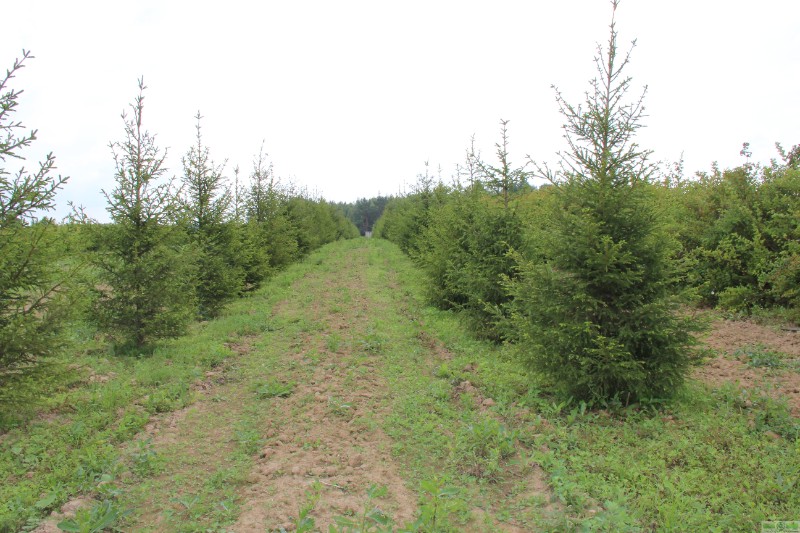 фото Ель европейская