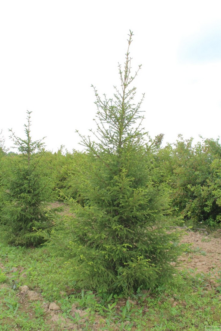 фото Ель европейская