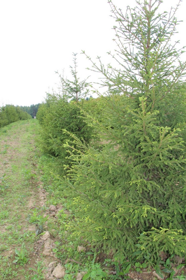 фото Ель европейская