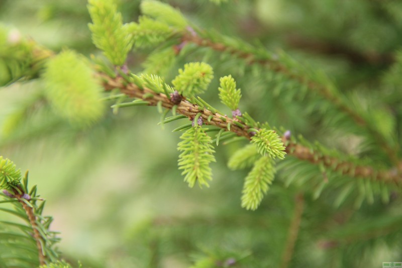 фото Ель европейская