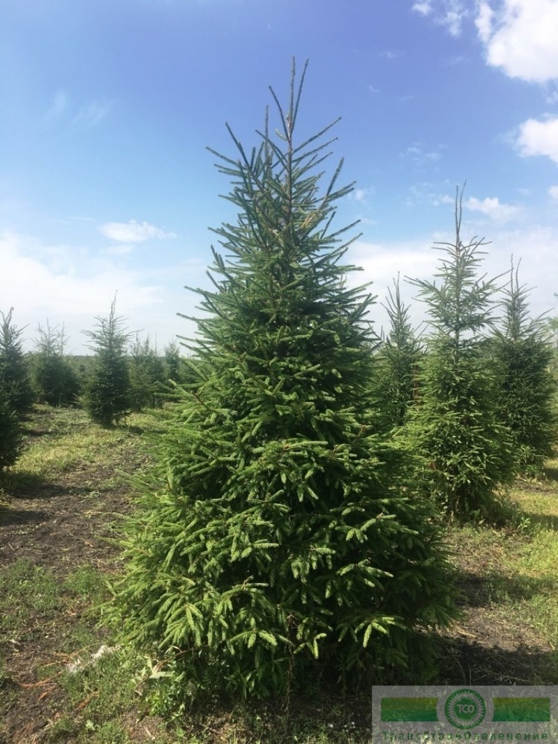 фото Ель обыкновенная (Picea abies)