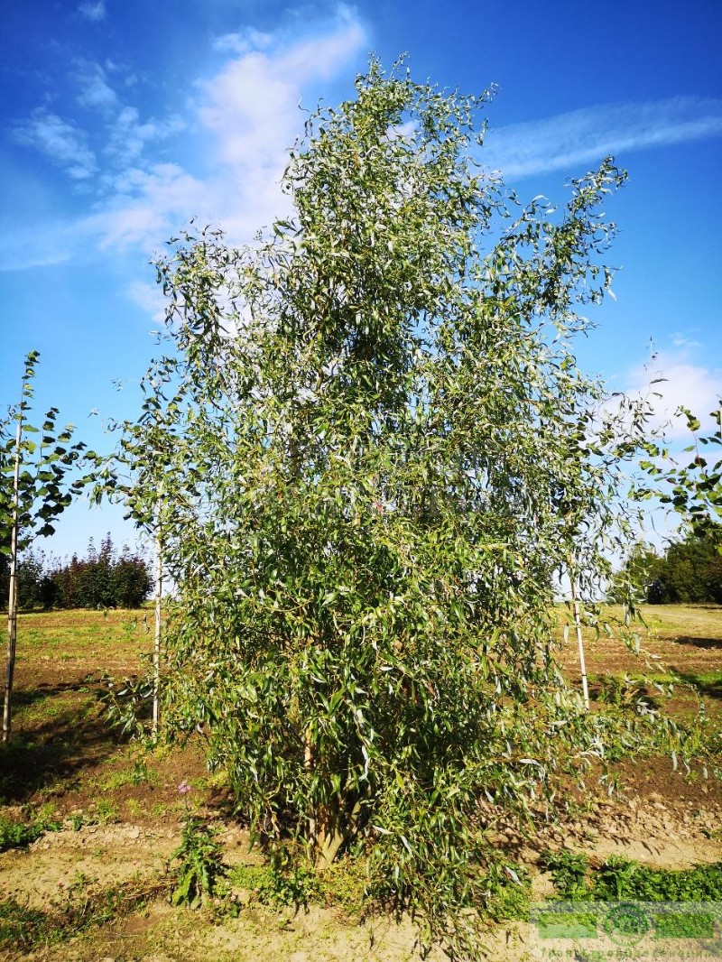 фото Ива извилистая (Salix 