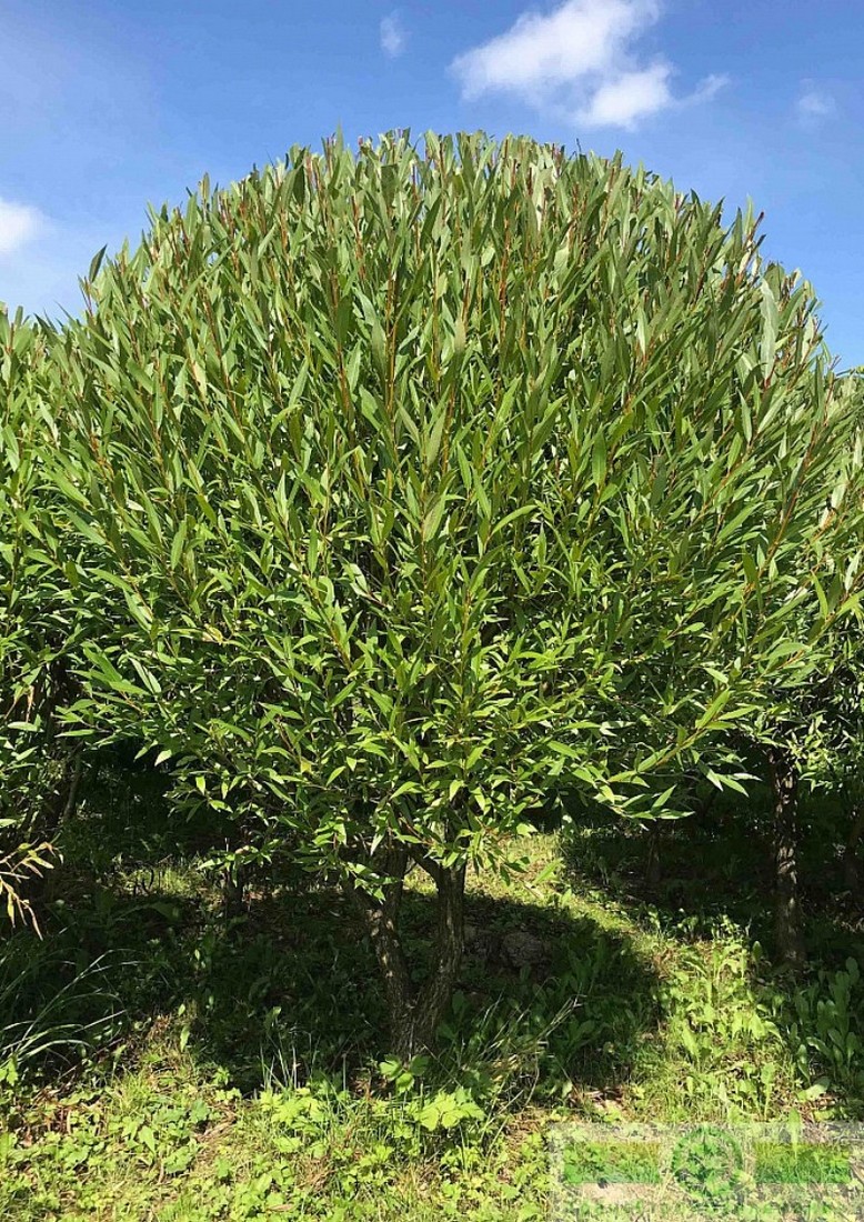 фото Ива ломкая ф. шаровидная (Salix fragilis Bullata)