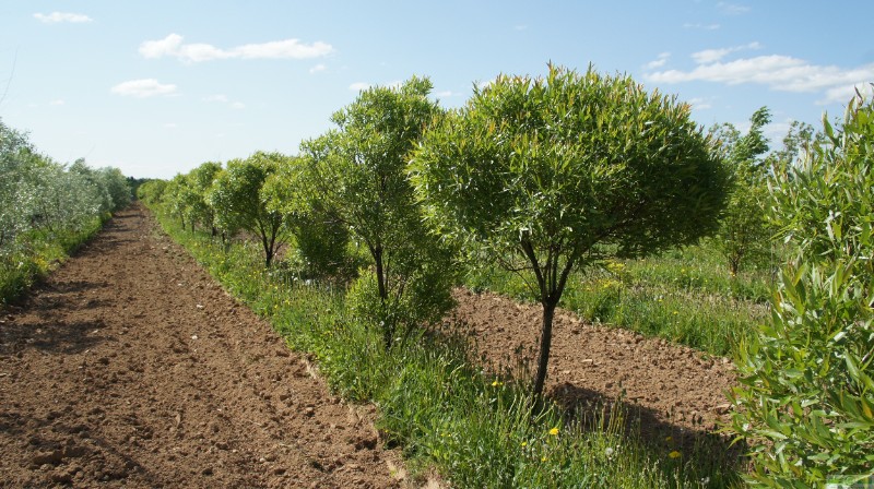 фото Ива ломкая ф. шаровидная (Salix fragilis Bullata)