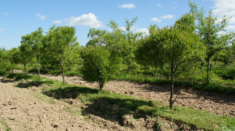фото Ива ломкая ф. шаровидная (Salix fragilis Bullata)