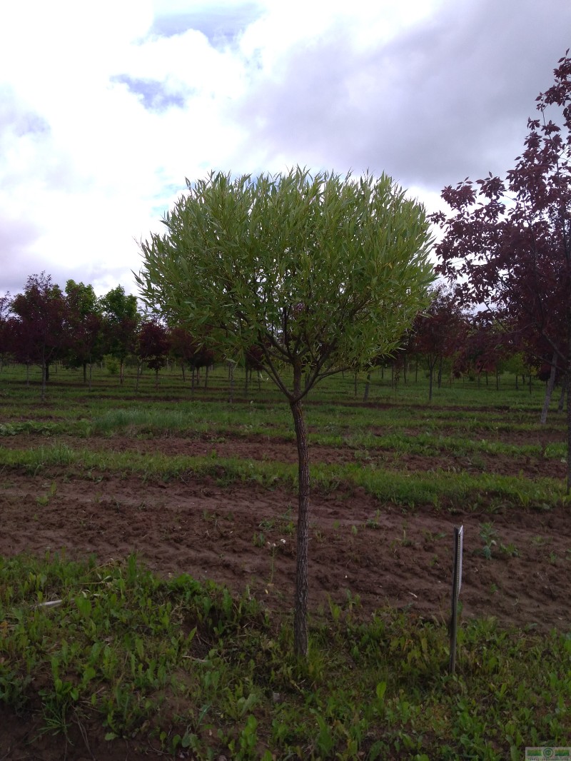 фото Ива ломкая ф. шаровидная (Salix fragilis Bullata)