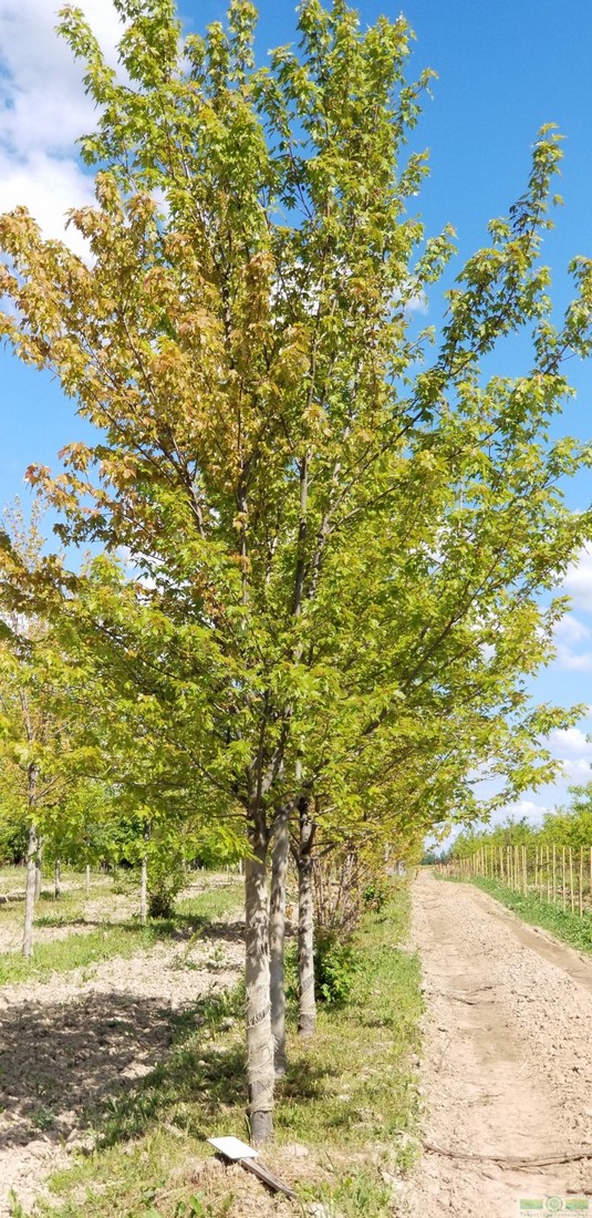 фото Клен Фримани «Отом Блейз» (Acer x freemanii «Autumn Blaze»)