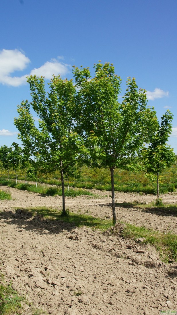 фото Клен Фримани «Отом Блейз» (Acer x freemanii «Autumn Blaze»)