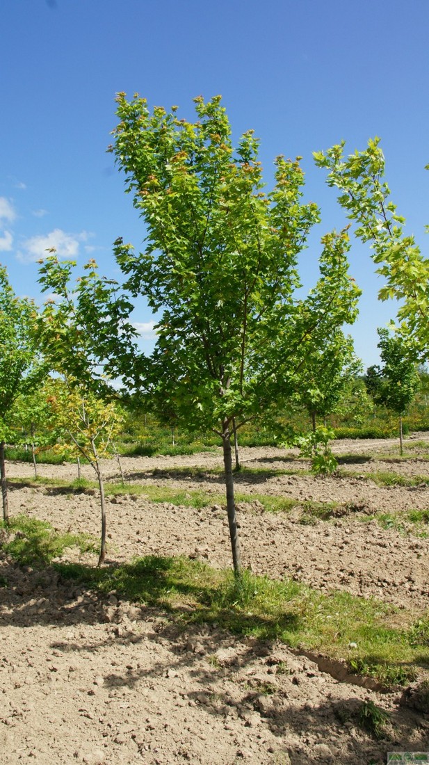 фото Клен Фримани «Отом Блейз» (Acer x freemanii «Autumn Blaze»)