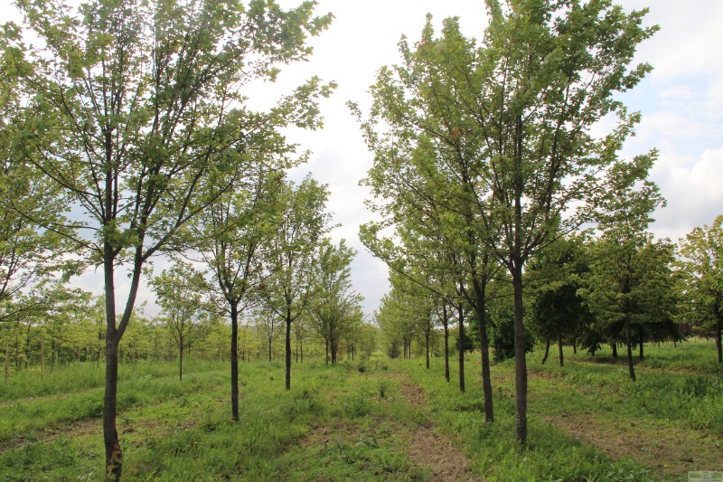 фото Клен Фримани «Отом Блейз» (Acer x freemanii «Autumn Blaze»)