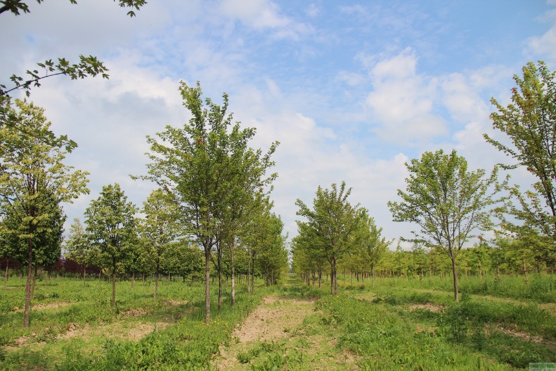 фото Клен Фримани «Отом Блейз» (Acer x freemanii «Autumn Blaze»)