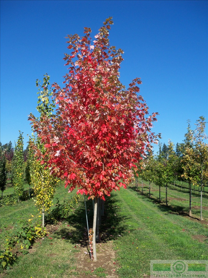 фото Клен красный «Армстронг» (Acer rubrum «Armstrong»)