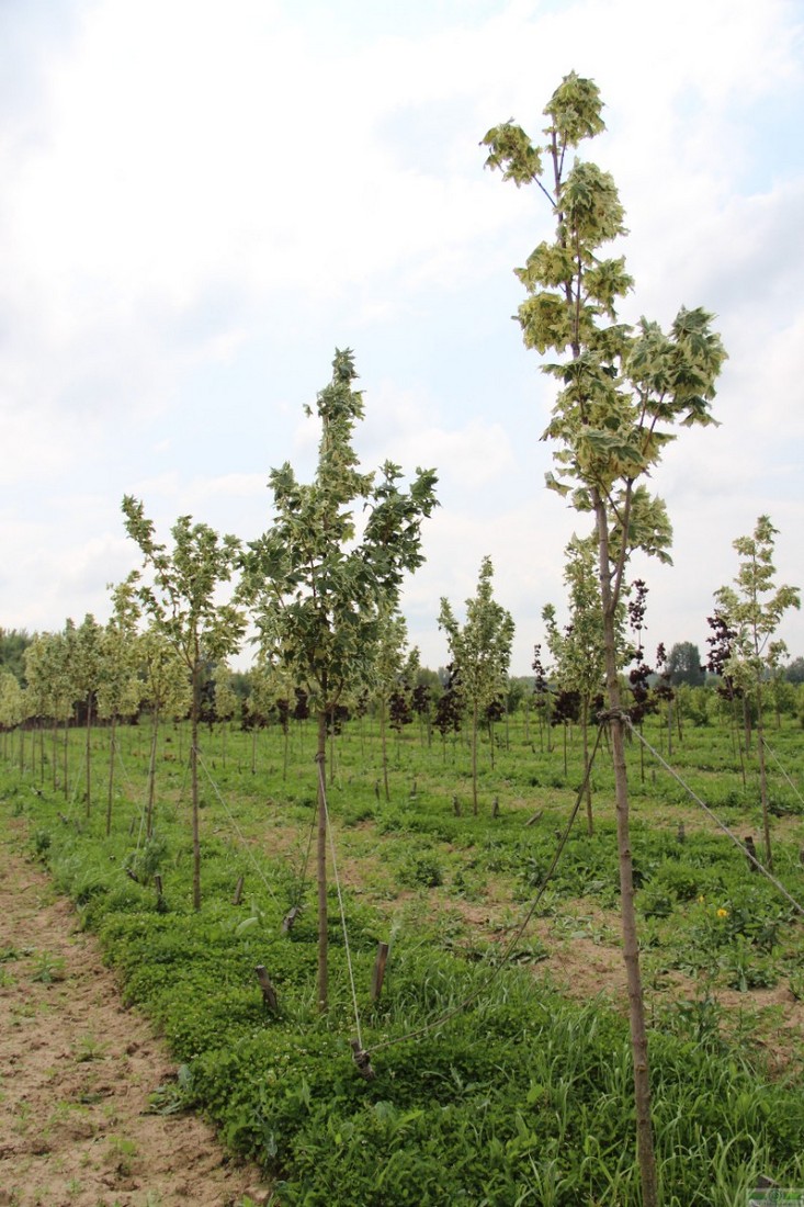 фото Клен остролистный «Друммонда»