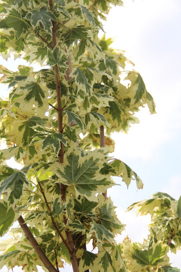 фото Клен остролистный «Друммонда»