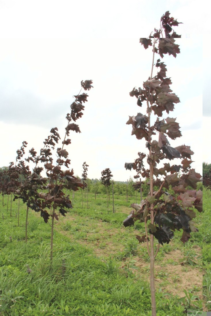 фото Клен остролистный 