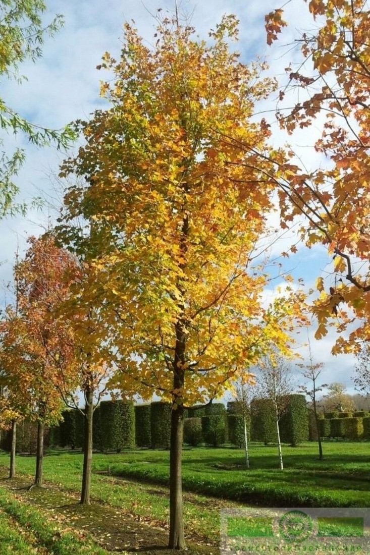 фото Клен серебристый (Acer saccharinum)