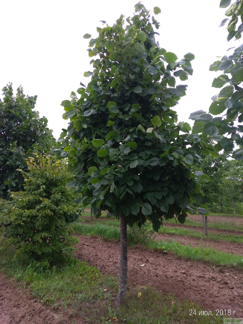 фото Липа американская 