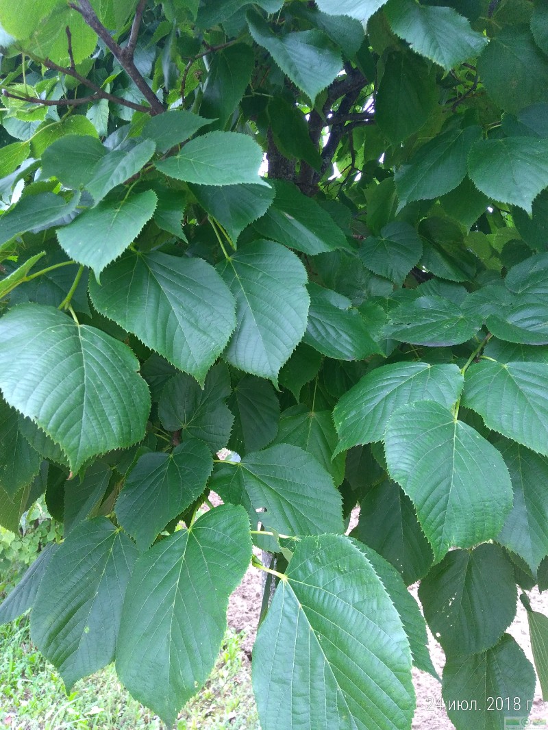 фото Липа американская 