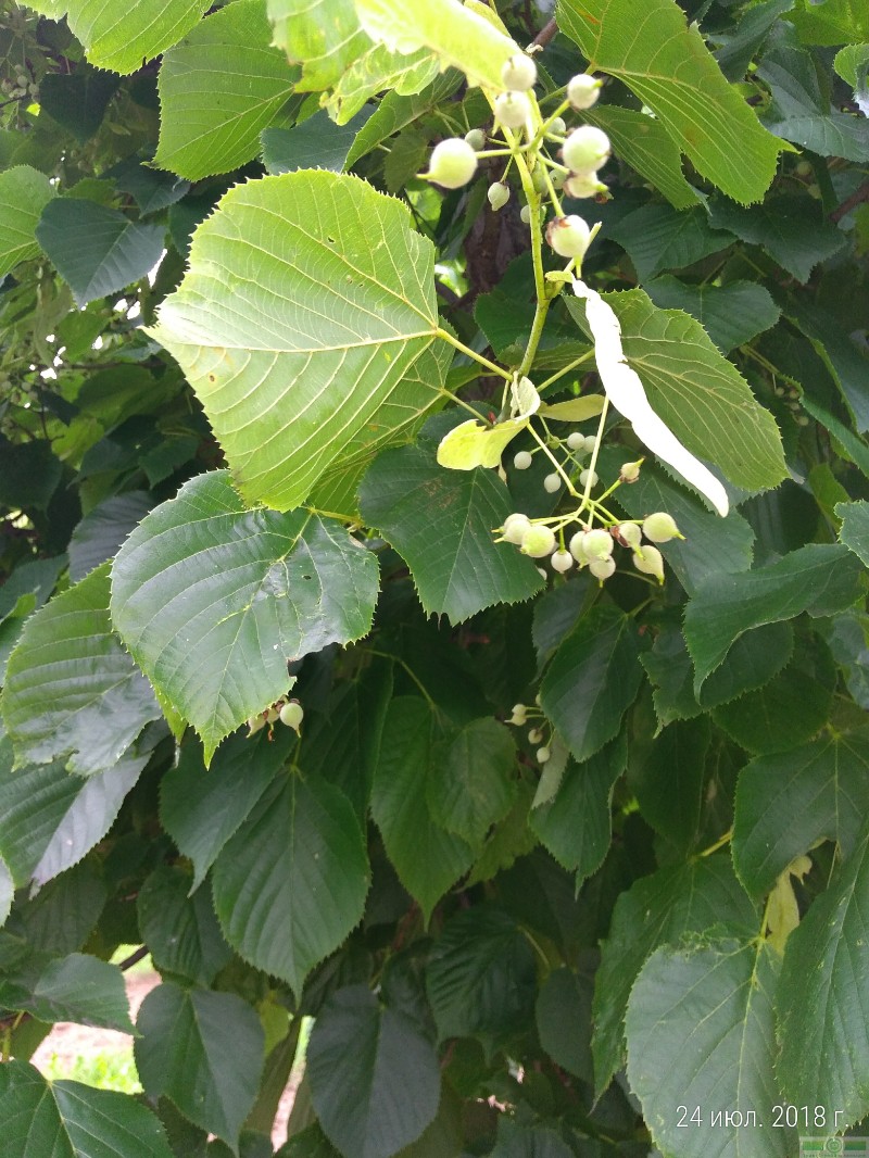 фото Липа американская 